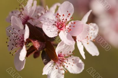 Early Spring Pink Tree Blossoms