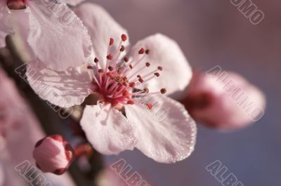 Early Spring Pink Tree Blossoms