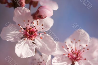 Early Spring Pink Tree Blossoms