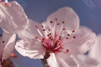 Early Spring Pink Tree Blossoms