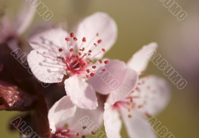 Early Spring Pink Tree Blossoms