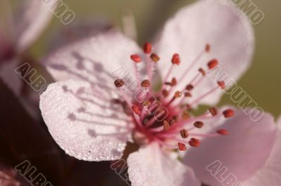 Early Spring Pink Tree Blossoms