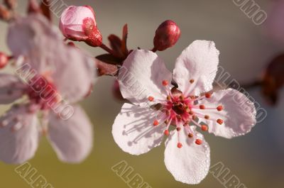 Early Spring Pink Tree Blossoms