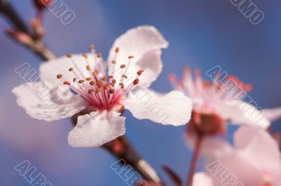 Early Spring Pink Tree Blossoms
