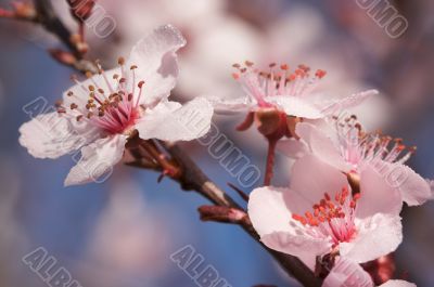 Early Spring Pink Tree Blossoms