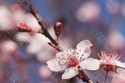 Early Spring Pink Tree Blossoms
