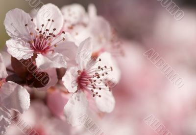 Early Spring Pink Tree Blossoms