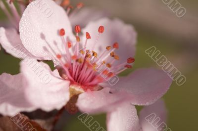 Early Spring Pink Tree Blossoms
