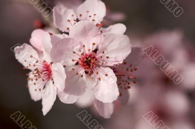 Early Spring Pink Tree Blossoms