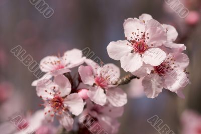Early Spring Pink Tree Blossoms
