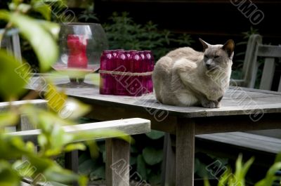 siamese cat siamese cat
