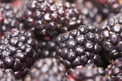 Macro Blackberries with Water Drops Macro Blackberries with Water Drops