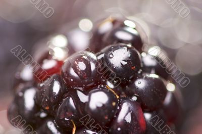 Macro Blackberry with Water Drops Macro Blackberry with Water Drops