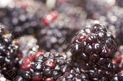 Macro Blackberries with Water Drops Macro Blackberries with Water Drops