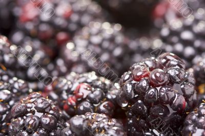 Macro Blackberries with Water Drops Macro Blackberries with Water Drops