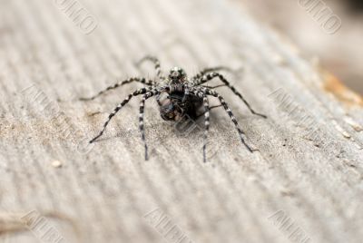 Big spider eat fly (macro photo)