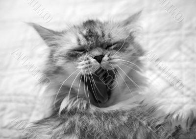 Yawning cat
