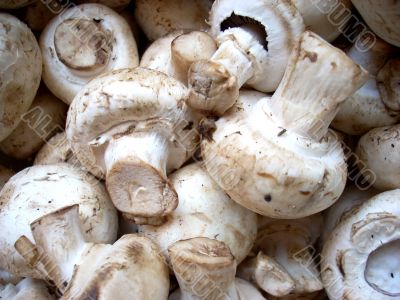 Mushrooms: agaric or field mushroom Mushrooms: agaric or field mushroom