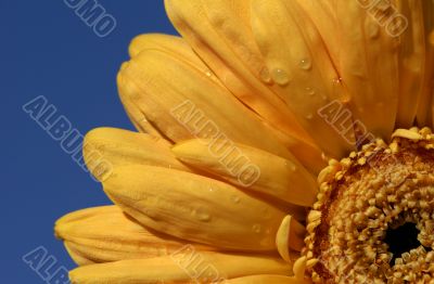 close up shot of yellow gerbera daisy