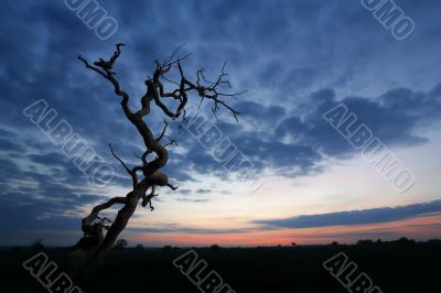 Dead Tree View