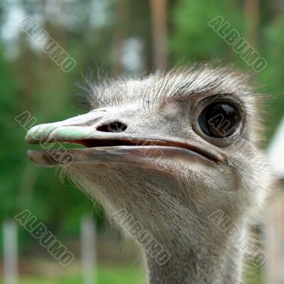 Attentive ostrich