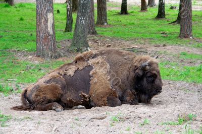 Aurochs Aurochs