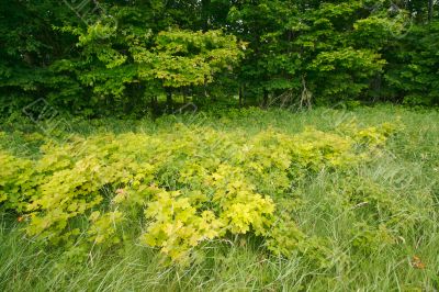 Lush Green Landscape