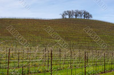 Vineyard Hillside and Trees