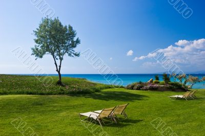 Olive tree and lounge chairs