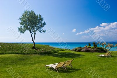 Olive tree and lounge chairs Olive tree and lounge chairs