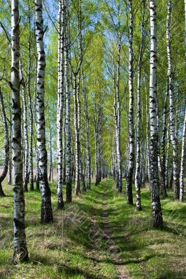 Birch-tree alley