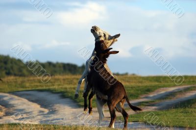 Donkey dance Donkey dance
