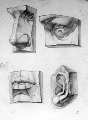 Parts of face