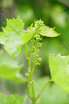 new grapes