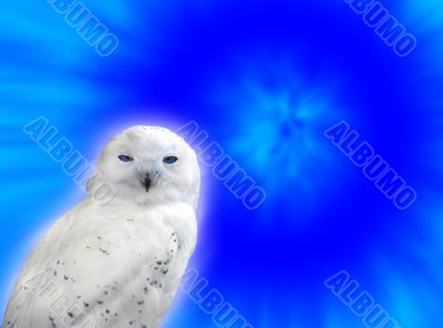 Snowy owl