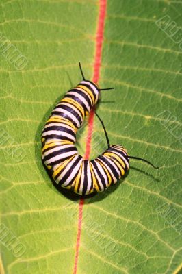 Caterpillar of Monarch Butterfly