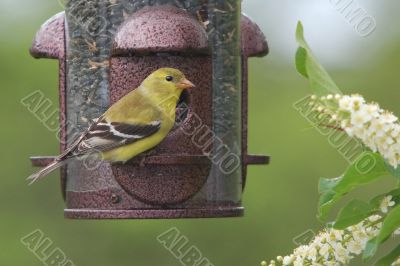 Goldfinch at Bird Feeder