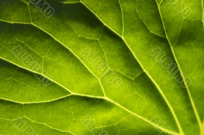 Macro Backlit Large Leaf