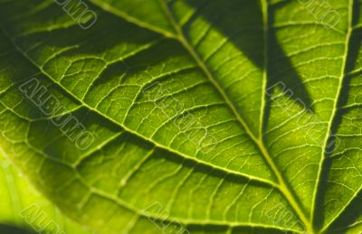 Macro Backlit Leaf