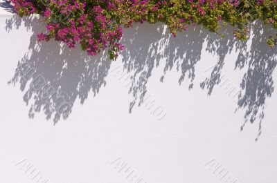 Bougainvilleas Casting Shadow