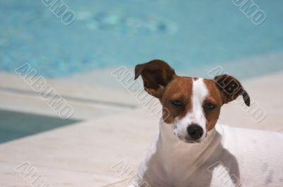 JRT soaks up the sun poolside on a warm summer day.