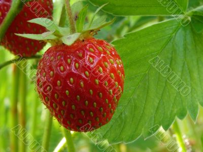 strawberry
