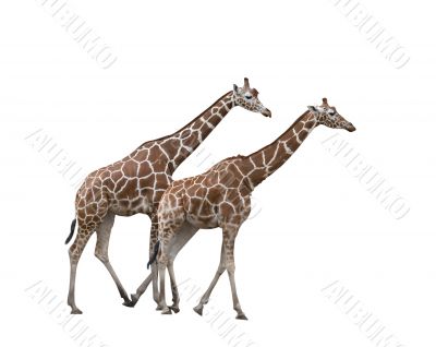 Two giraffes