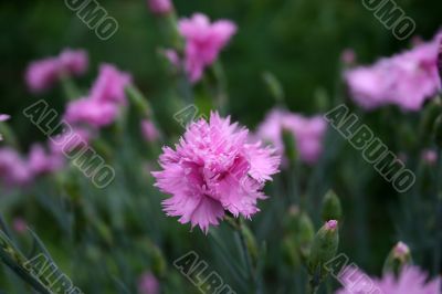 cornflower cornflower