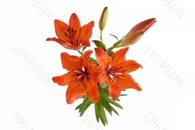 Lily Lily