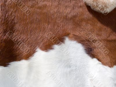 real cow skin texture