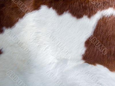 real cow skin texture