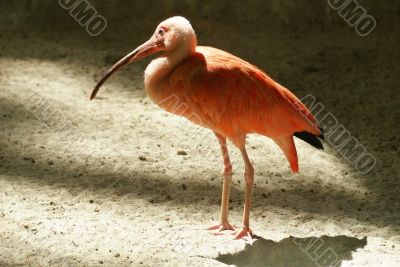 Red ibis