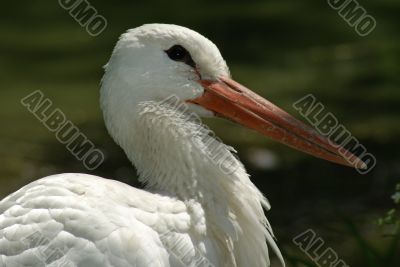 stork