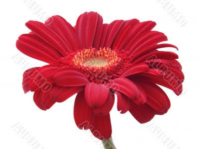 Red Daisy Flower